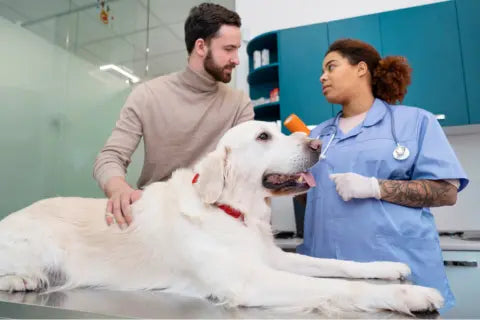 The Importance of Routine Vet Visits for Your Dog's Health