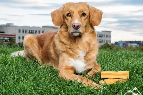 Yak Chews As Dog Treats for Effective Training
