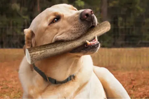 DIY Antler Treats: How to Make Them Safe at Home