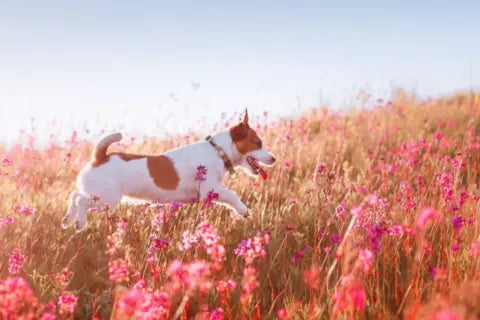 Nutritional Value In Antler Dog Chews