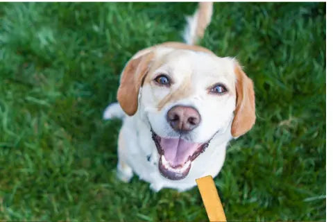 Human Food vs. Dog Treats: Safety Guide