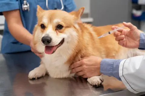 Ultimate Guide to Dog Vaccinations: Schedule and Benefits