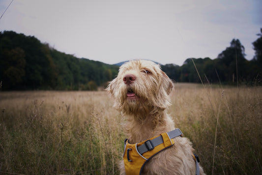 Your Ultimate Guide to Choosing Pet Insurance for Your Pooch