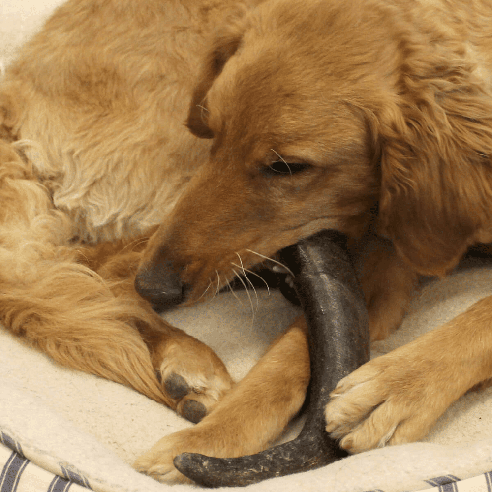 Medium Water Buffalo Dog Chew (25-55 LBS). (1-chew)