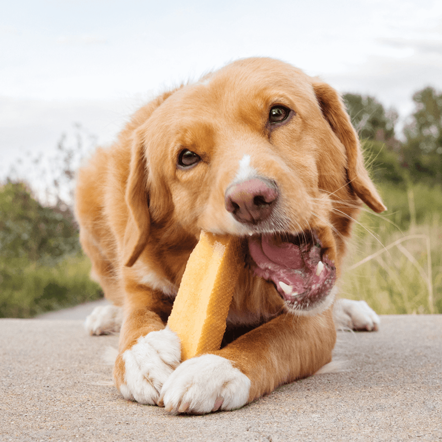 Large Yak Milk Dog Chews (Pack of 3) - peaksnpaws