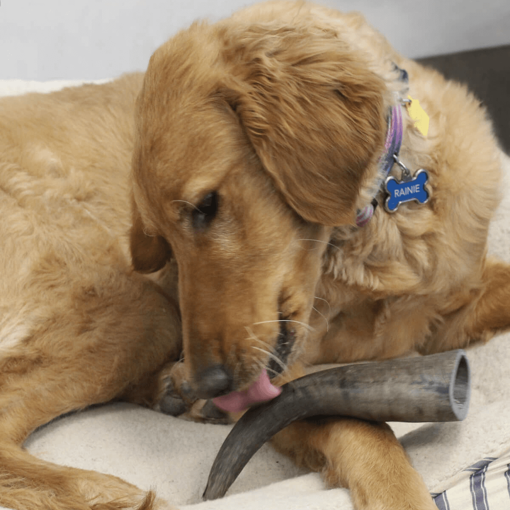 Medium Water Buffalo Dog Chew (25-55 LBS). (2-chews)