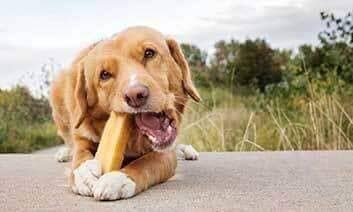 5 Things You Didn’t Already Know About Our Yak Milk Dog Chews - peaksnpaws