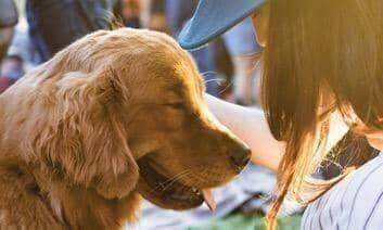 Peppy Pet Parenting Paradigm - peaksnpaws