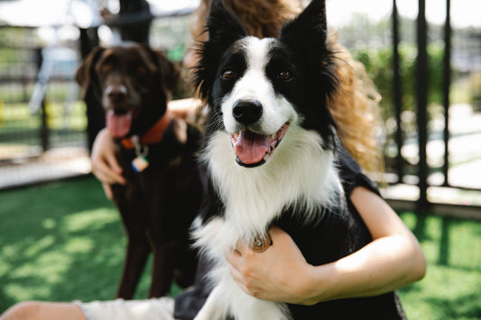 Why Does My Dog Not Listen to Me? Reasons & How to Solve It