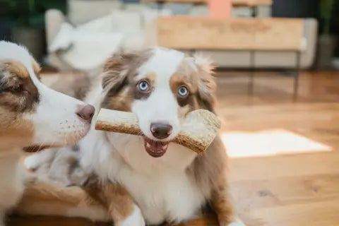Top Doggie Treats Your Pup Will Love