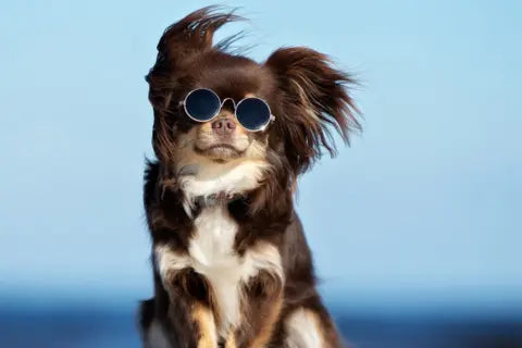 Tips for a Stress-Free Dog Grooming Session
