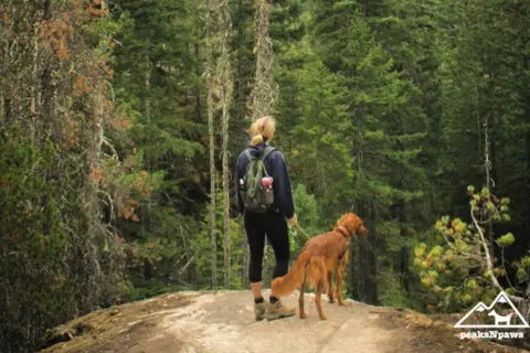 Maximizing Dog Training Sessions with Yak Chews