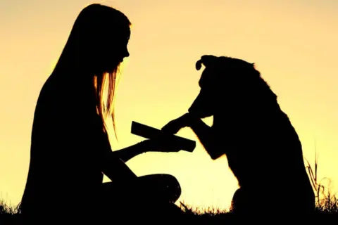 Nutritional Needs of Rescue Dogs: How Treats Can Help