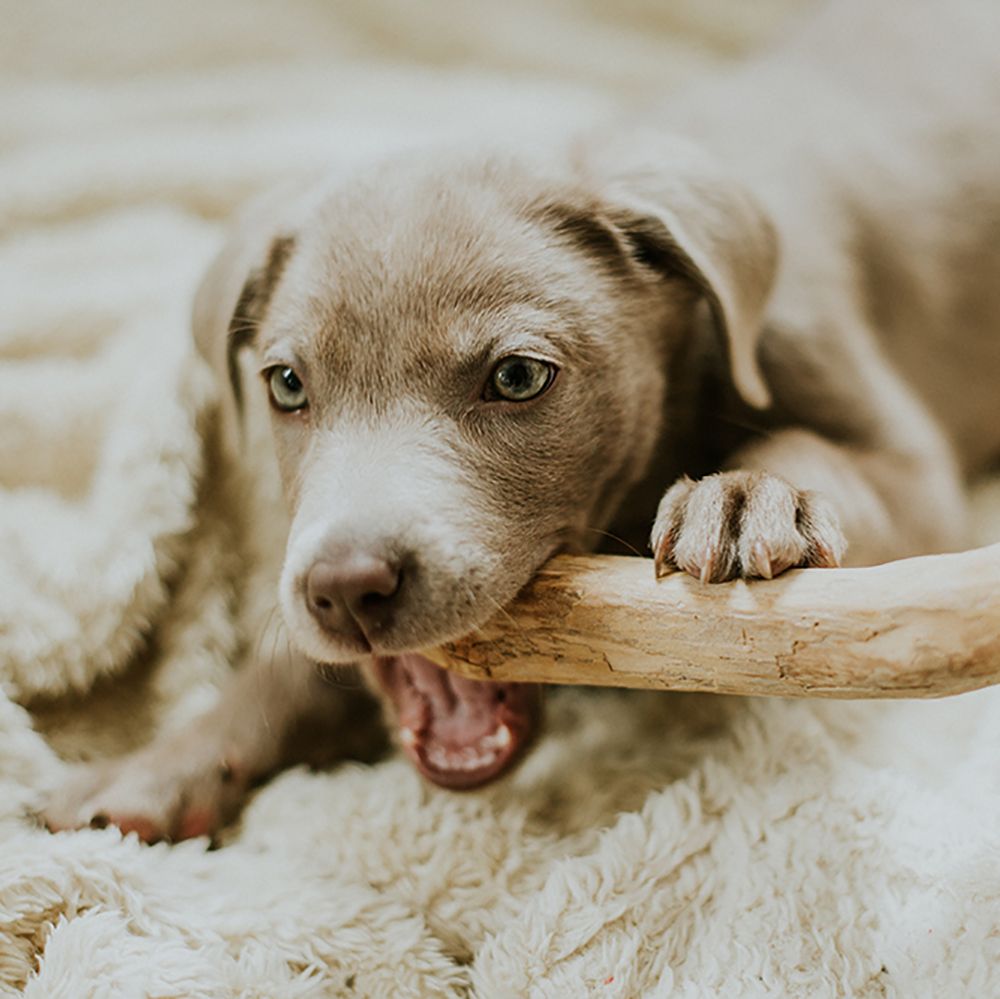 Can Yak Chews Help Your Pet Dog or Puppy with Anxiety and Boredom?