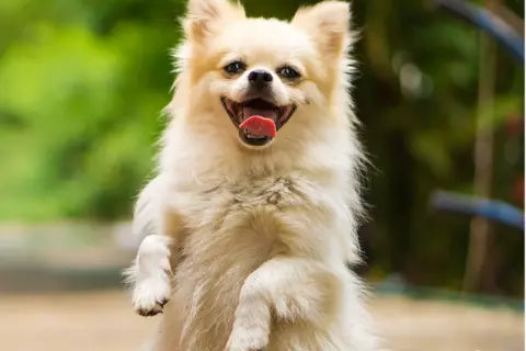 Best Calming Treats for Anxious Dogs