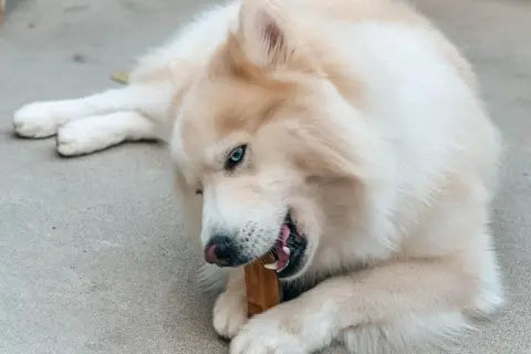 Natural Vs Artificial Dog Chews