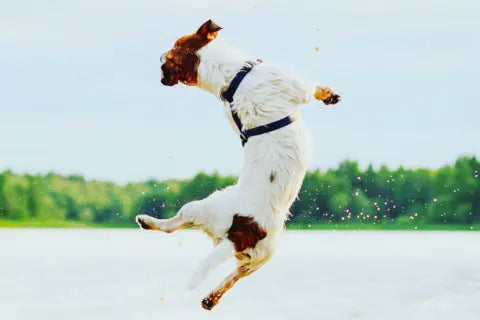 Healthy Dog Treats: What to Look For?