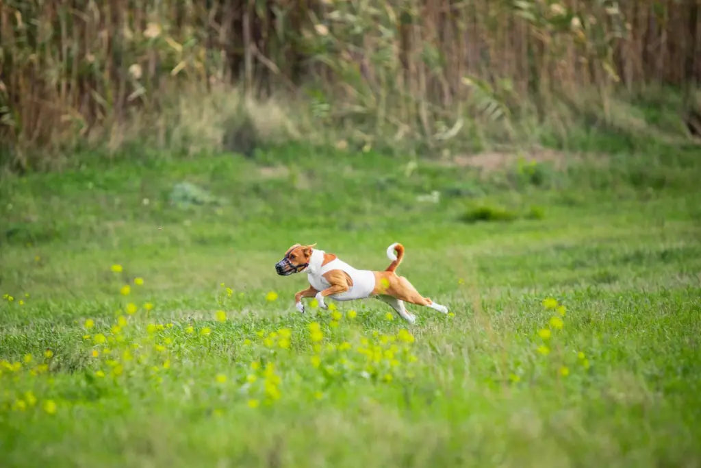 Sustainable Sourcing: The Story Behind Antler Dog Chews