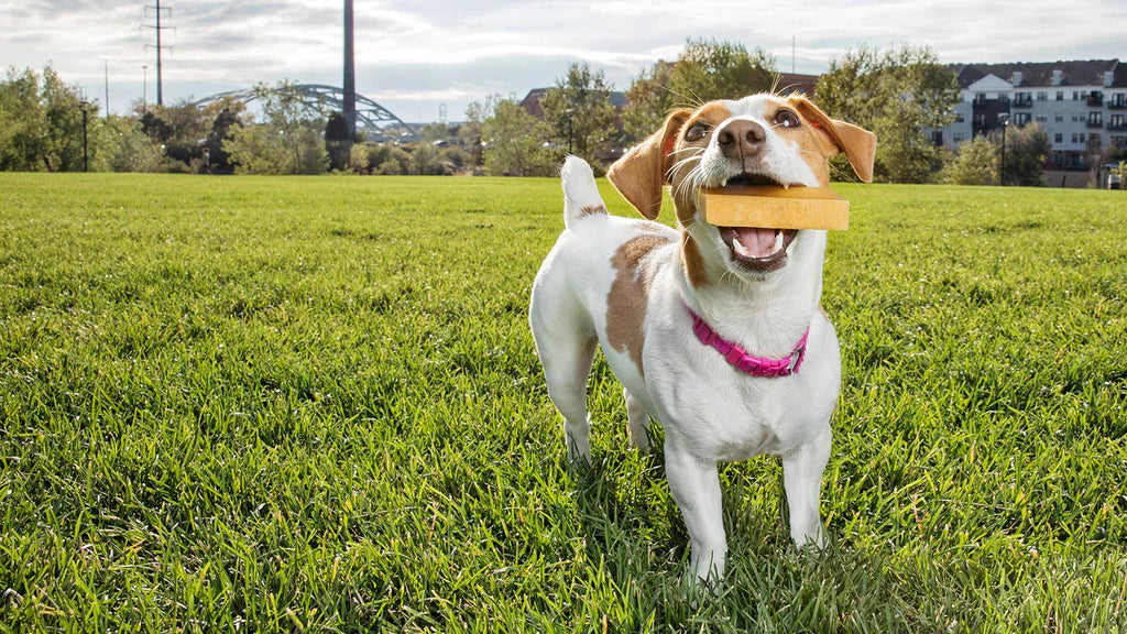 How Much Exercise Do Dogs Need?