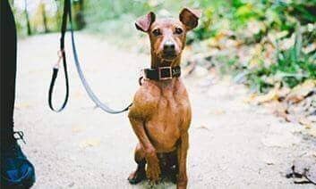 Understanding Dog Gestures: Why He Does What He Does? - peaksnpaws