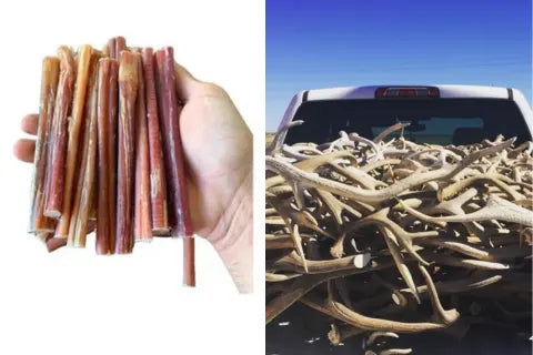Antlers vs. Bully Sticks: The Best Choice for Your Dog