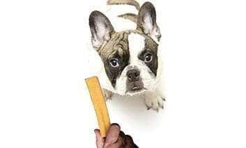 How to Chew Toy Train Your Dog? - peaksnpaws