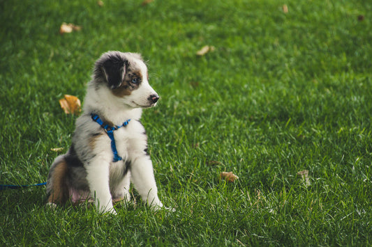 The Essential Puppy Necessities: Setting Up for Success
