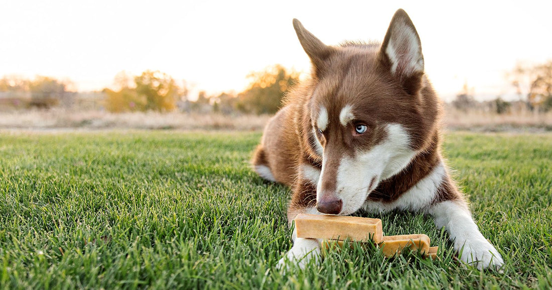 Yak milk chews for dogs