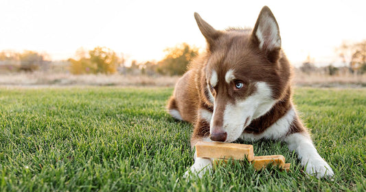 Yak milk chews for dogs