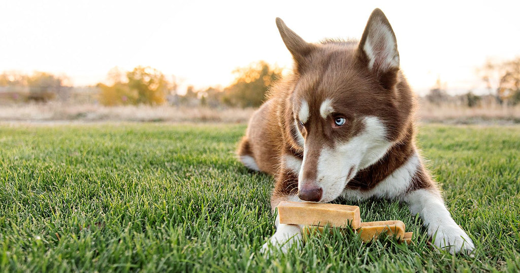 Yak milk chews for your pet dog - A Definitive Guide