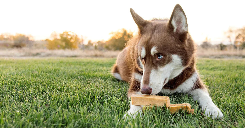Why Dogs Bite Their Feet and Nails? Causes and Solutions