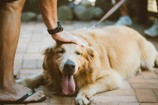 Trachea Chews: A Sustainable and Ethical Dog Treat Option for Environmentally-Conscious Pet Owners