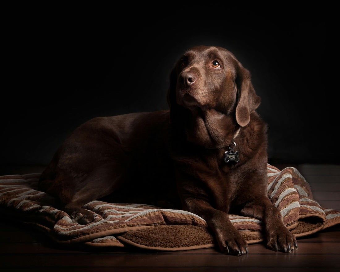Unlocking the Power of Beef Trachea: A Guide to Nutrient-Rich Dog Treats