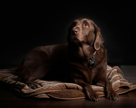 Unlocking the Power of Beef Trachea: A Guide to Nutrient-Rich Dog Treats