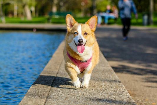 Beef Trachea Chews: A Guide to Nutrient-Rich Dog Treats