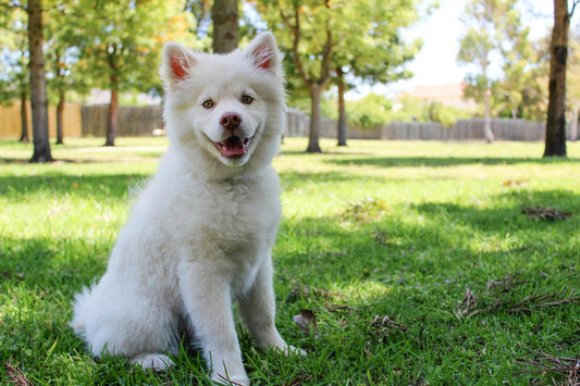 Tips for Safe Consumption and Monitoring Your Dog's Chewing Habit