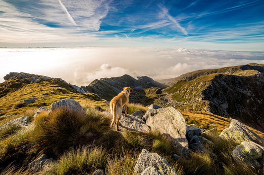 Busting 6 Myths and Misconceptions for Antler Dog Chews