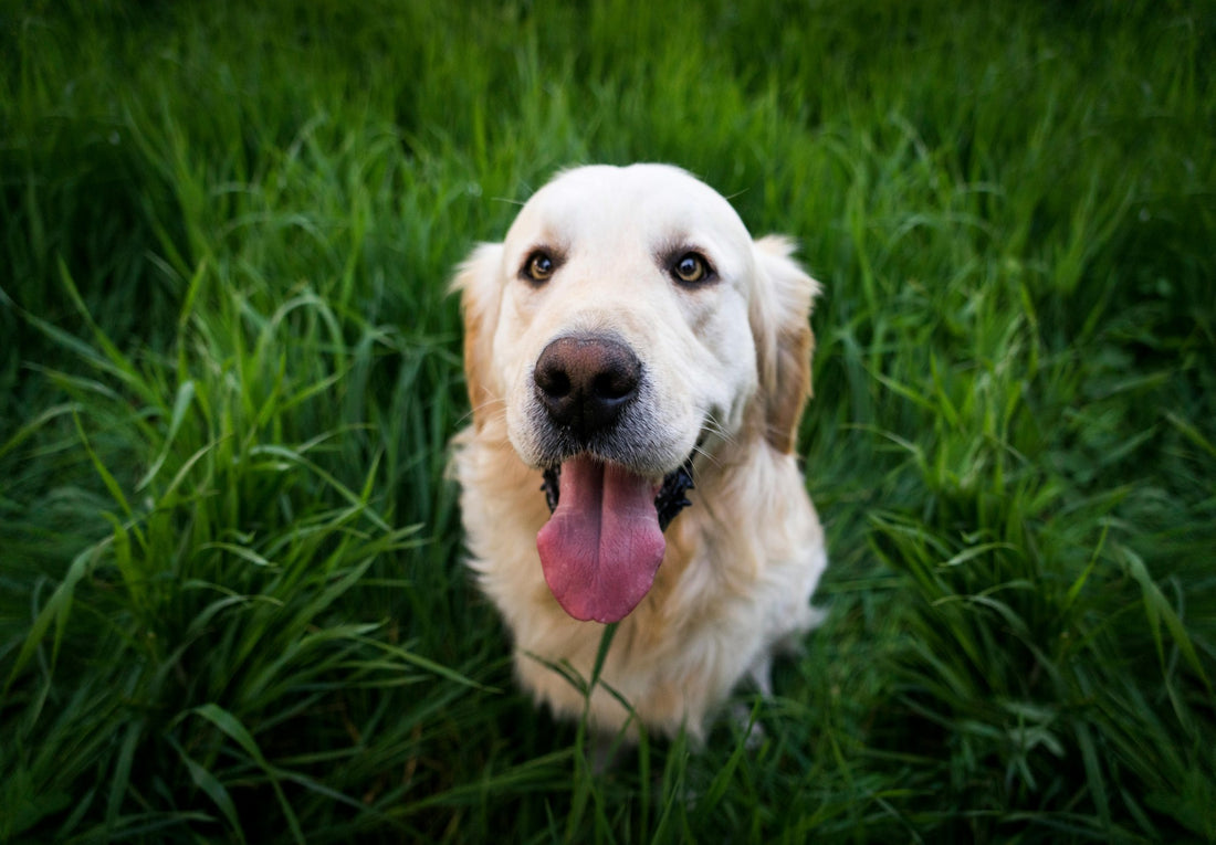 How to Choose the Right Trachea Chews for Your Dog?