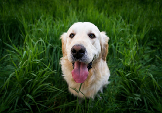 How to Choose the Right Trachea Chews for Your Dog?