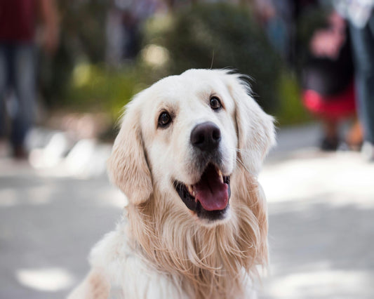 Buffalo Cheek Rolls: The Tasty, Long-Lasting Chew Your Dog Will Adore