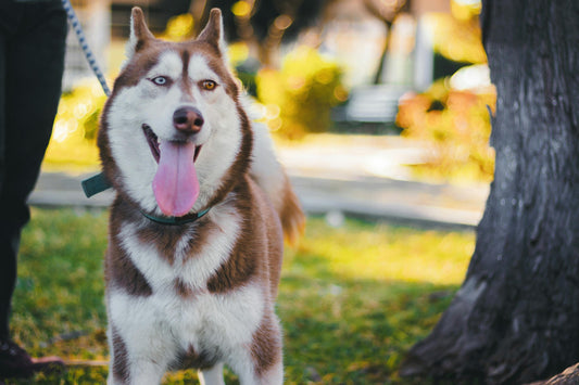 Buffalo Cheek Rolls vs. Other Chews: Which is Right for Your Dog?
