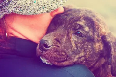 Rescue Dogs Transition Guide: From Animal Shelter to Home