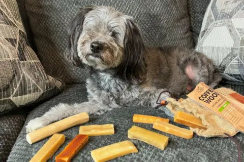 Rescue Dogs and Mental Health: Healing After the Animal Shelter