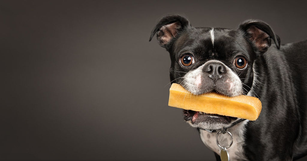 Understanding Different Types of Dog Chewers: A Comprehensive Guide
