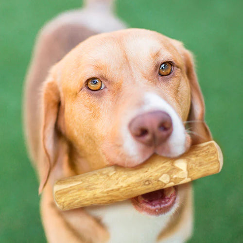 Coffee Wood Chews
