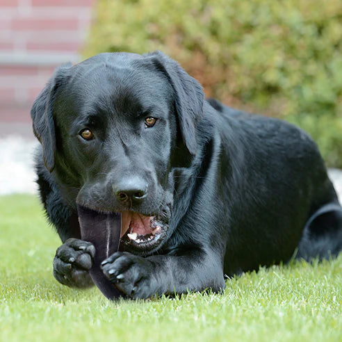 Buffalo Horn Chews