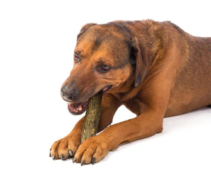 Antler Dog Chews