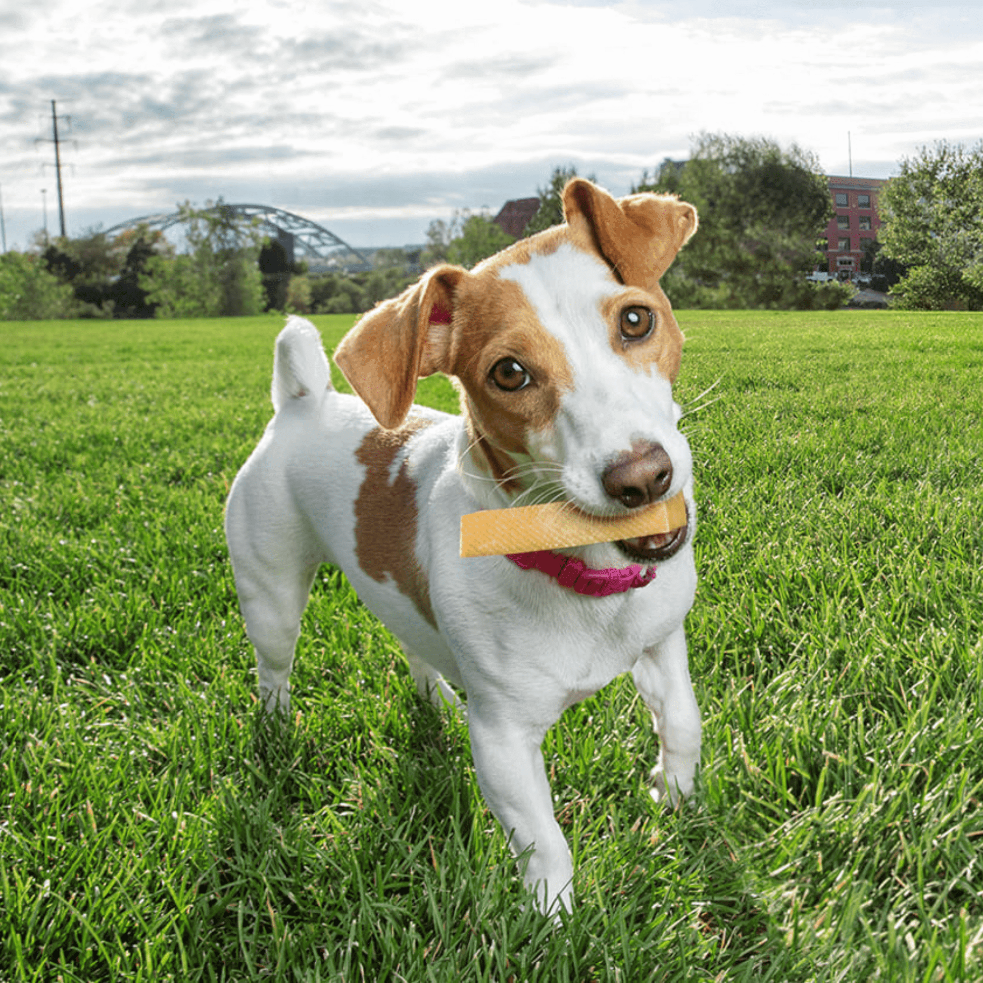 Small Yak Milk Dog Chews (Pack of 9) - peaksnpaws