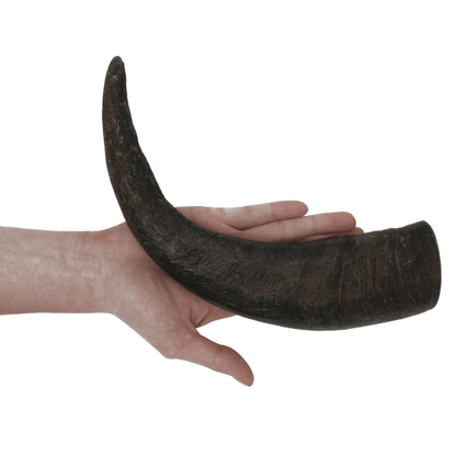 Large Water Buffalo Dog Chew (55+ LBS).     (2-chews)