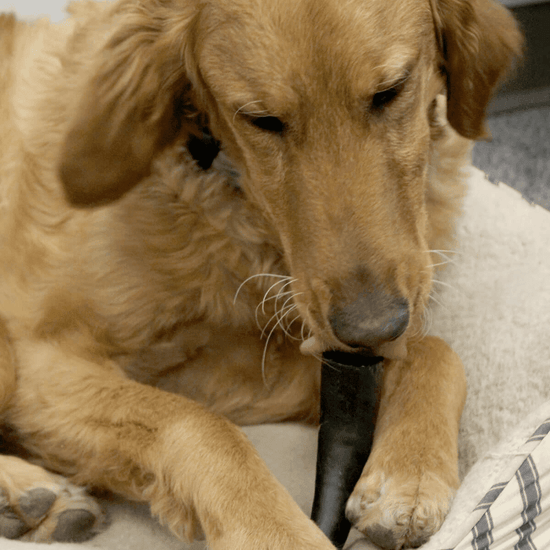 Small Water Buffalo Dog Chew (15-25 LBS). (2-chews)